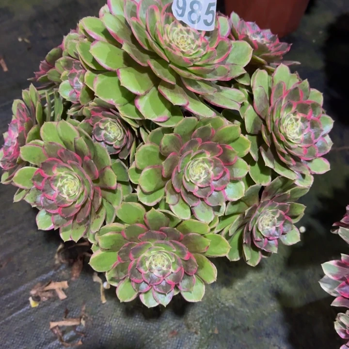 粉花妖98500000000