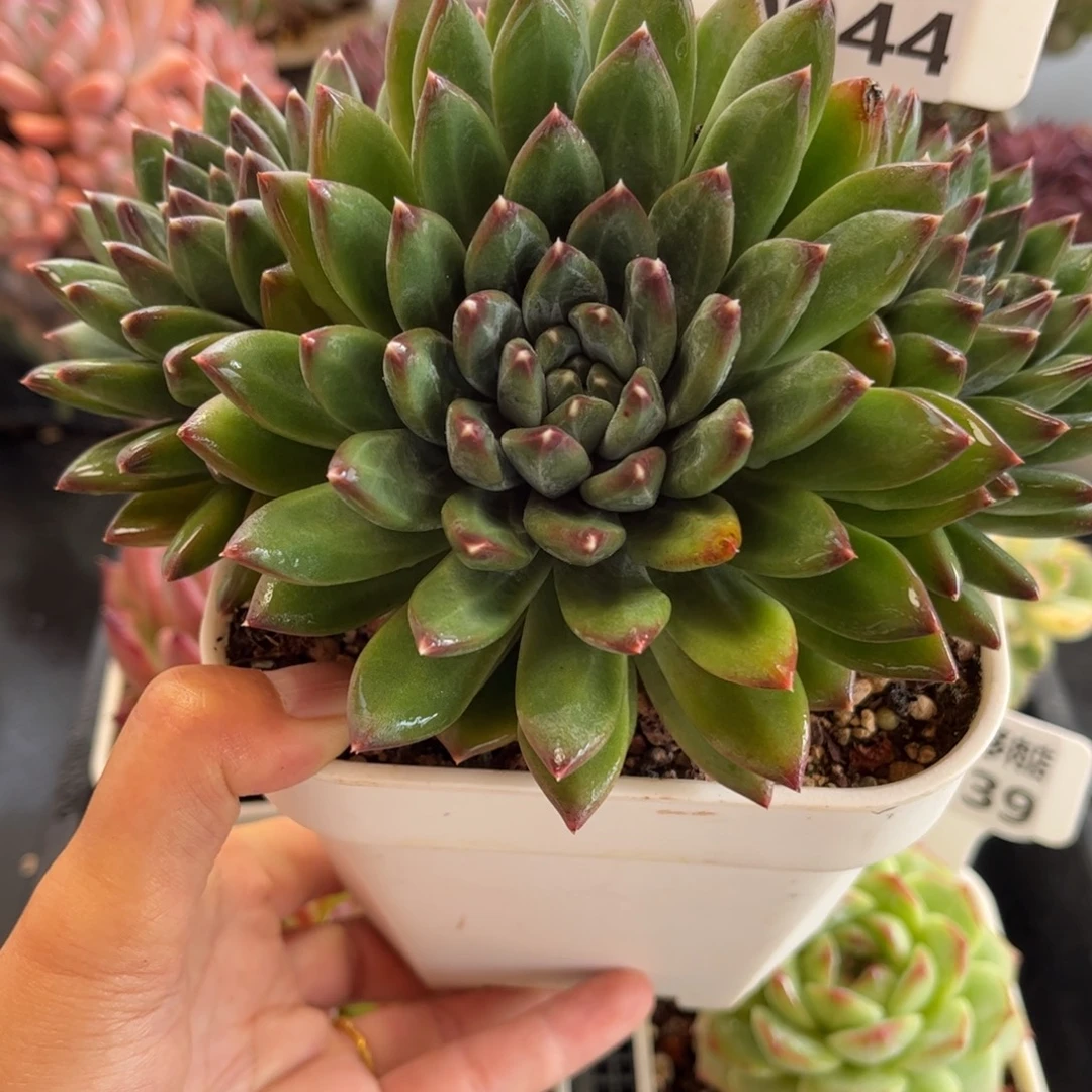 多肉植物0944 天冷必拍保温箱