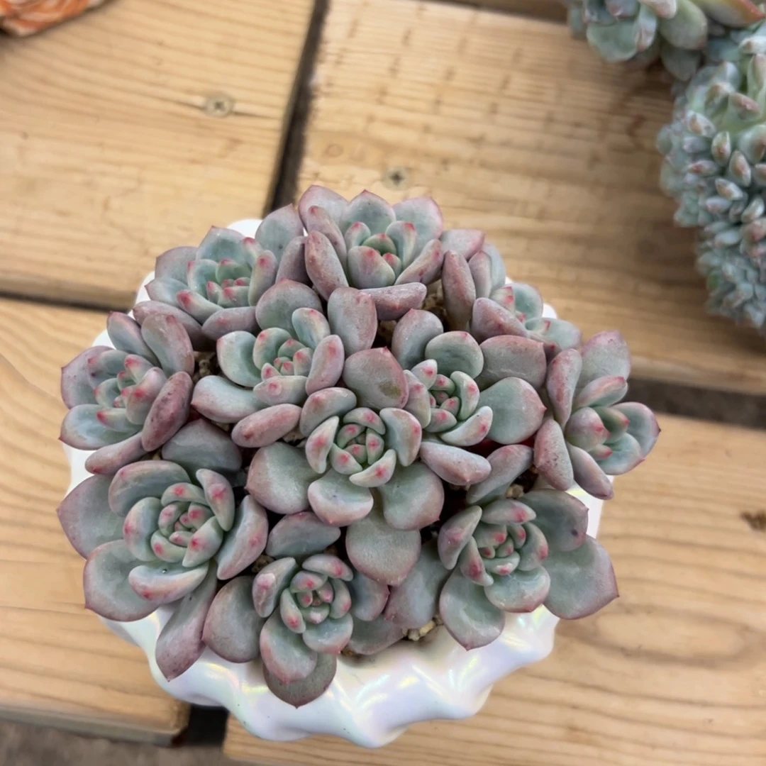 龙*星龙星专拍爱丽儿尾款zzzzz