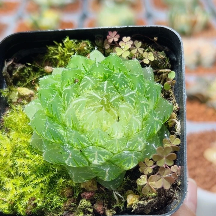 十二卷多肉翠云玉露锦