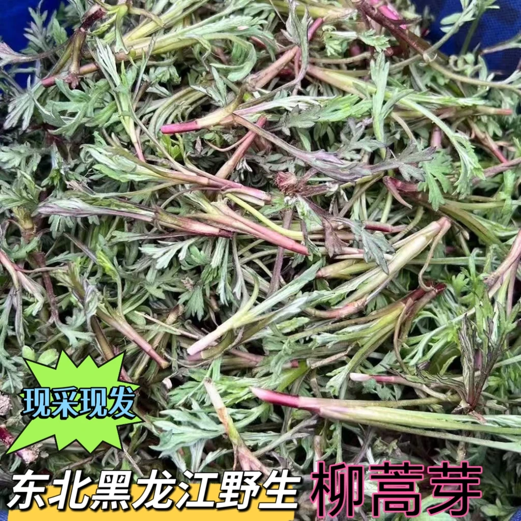 东北黑龙江纯野生柳蒿芽  2斤包邮