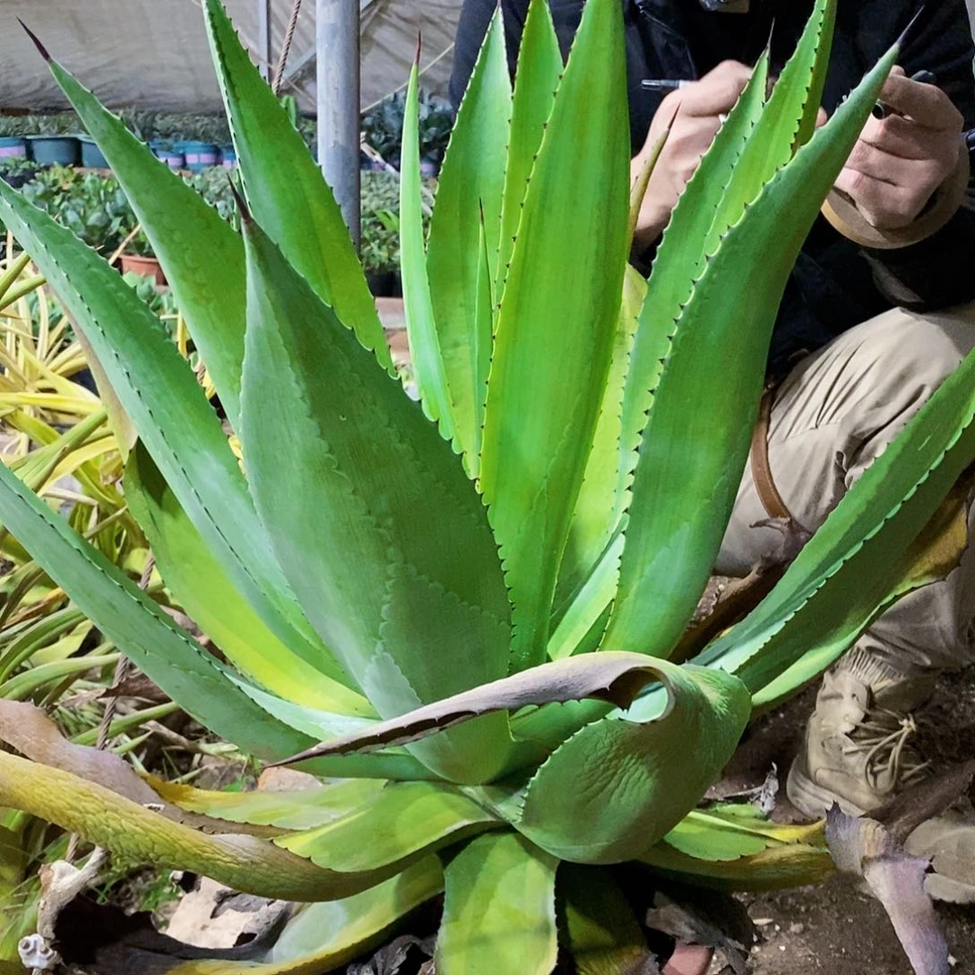 伊*0009翡翠盘一颗