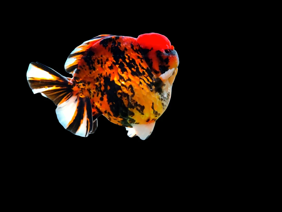 活体金鱼将军短尾泰狮直播下单链接泰狮金鱼（偏远地区不包邮）