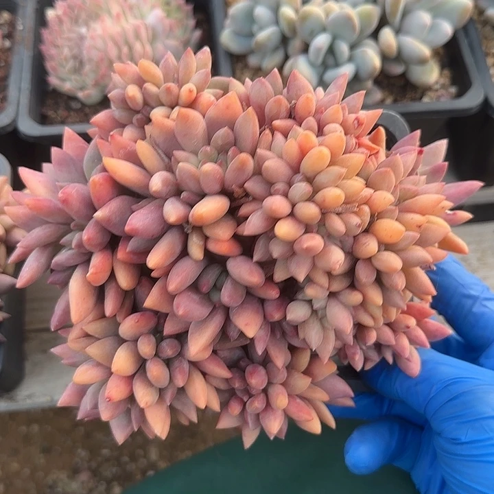 朵朵缀五十桃花源缀化五十包邮老桩