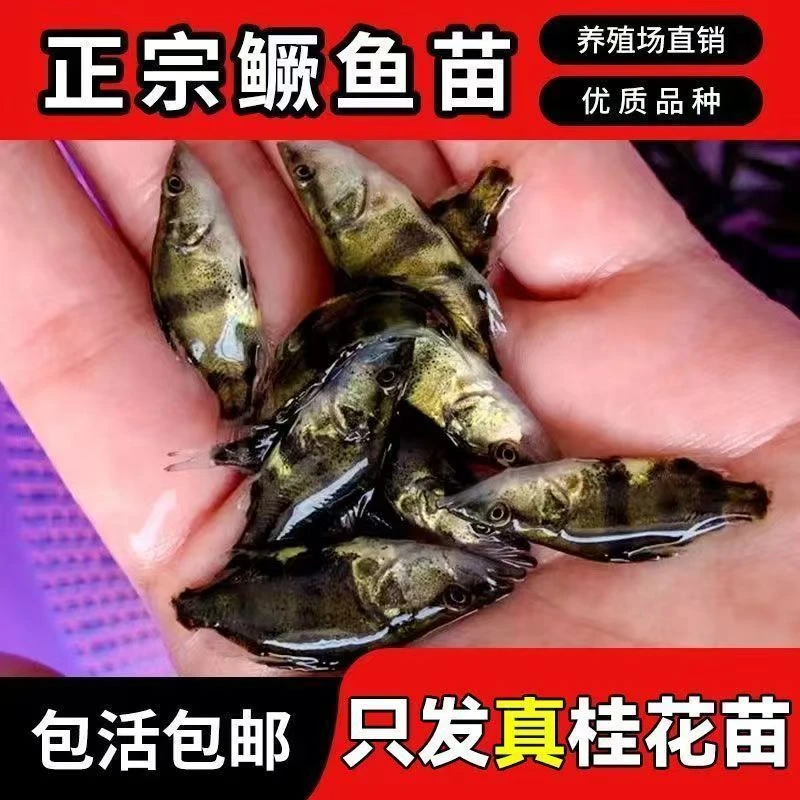 淡水养殖桂花鱼鱼苗正宗鳜鱼家庭院养鱼三农养殖可观赏的水族活体