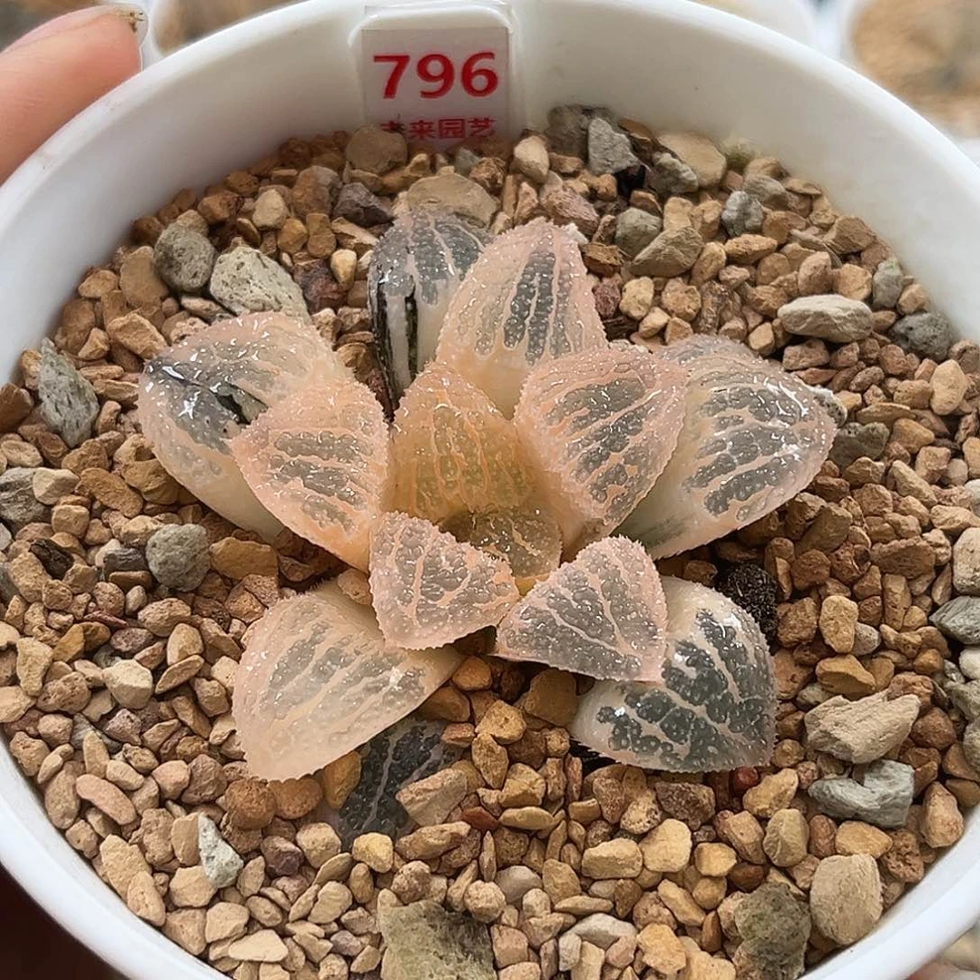 796糊斑具味城寿锦福利