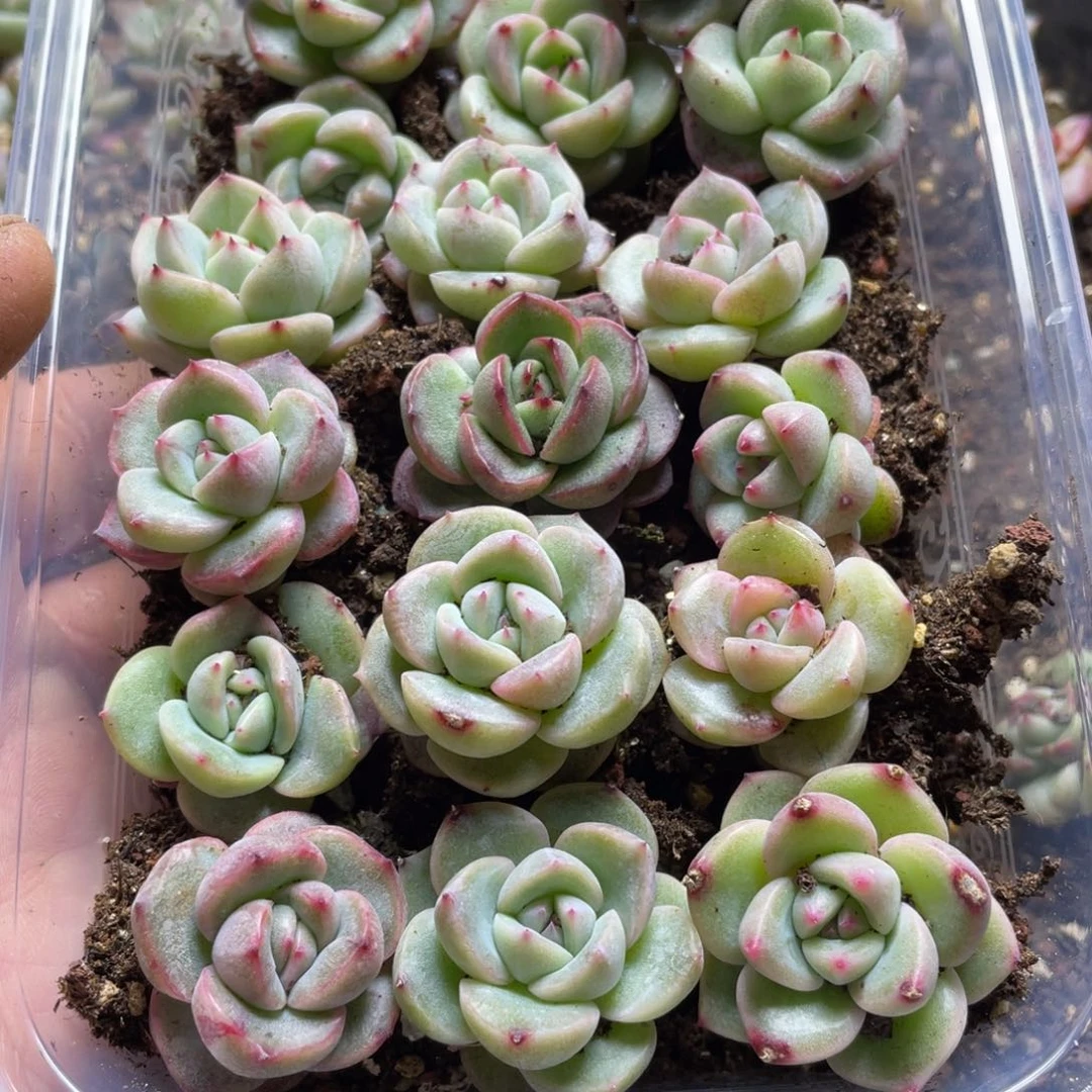 转***喔Aj珍妮混一物一拍120