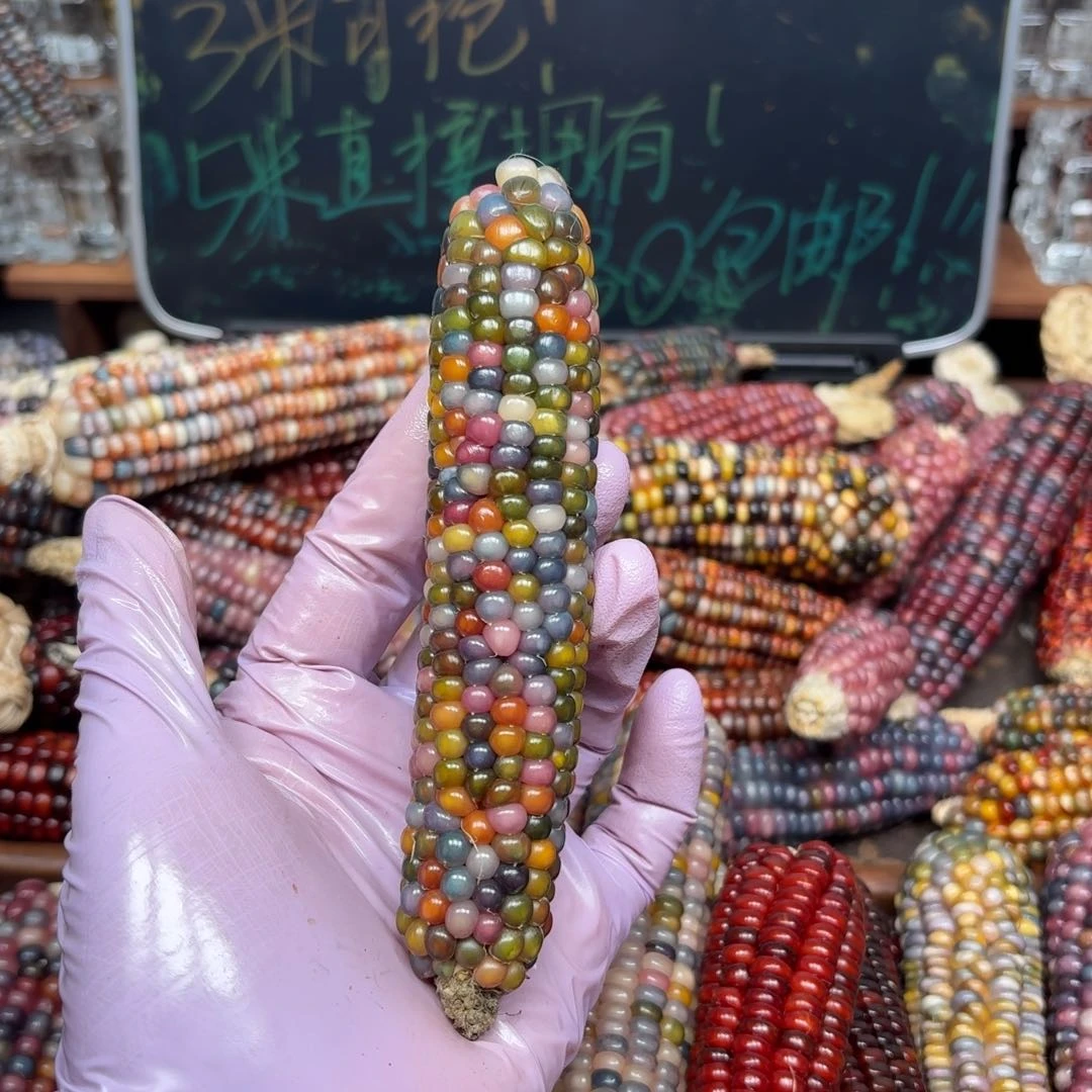 柏香籽/百香籽吊坠秋