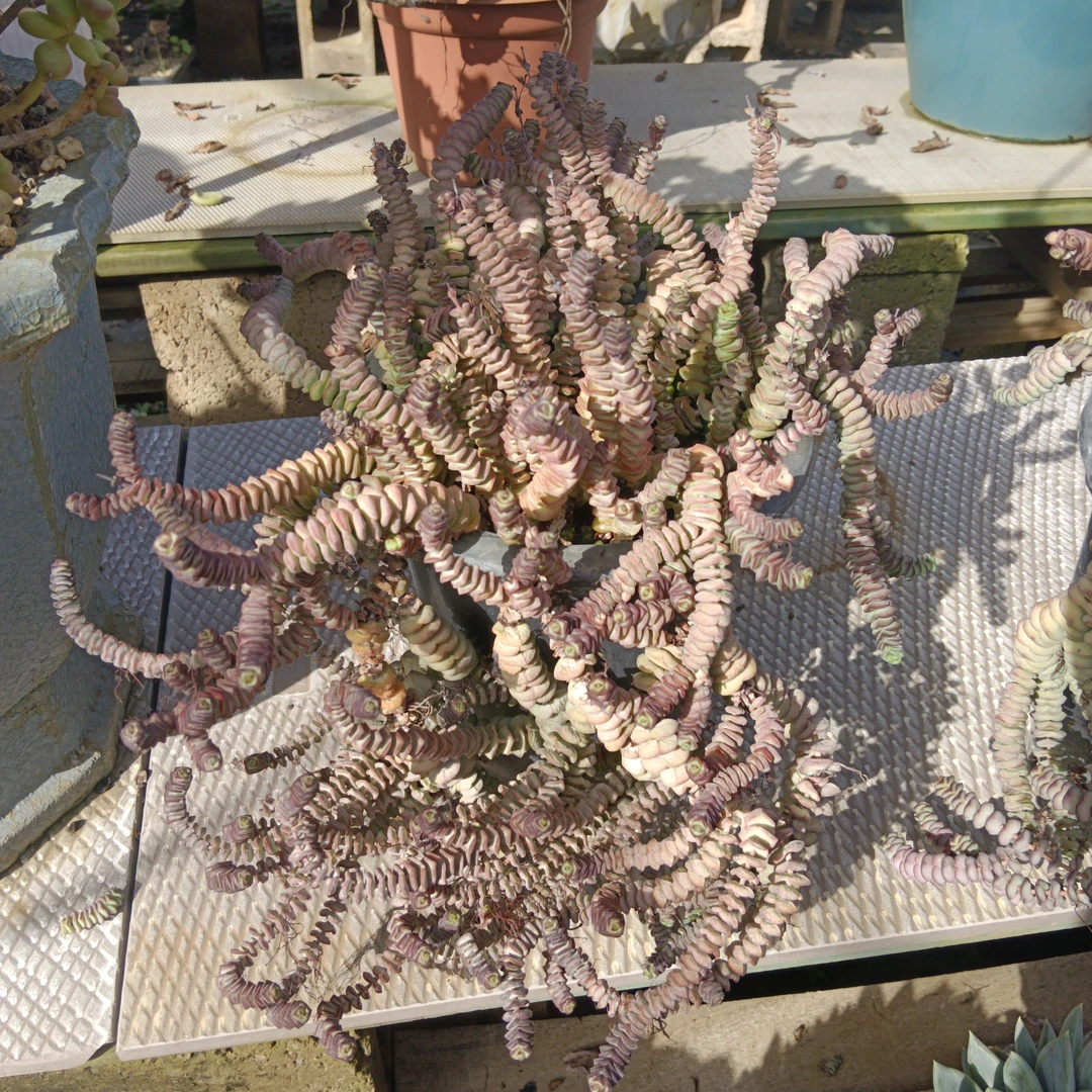 多肉植物钱串群生