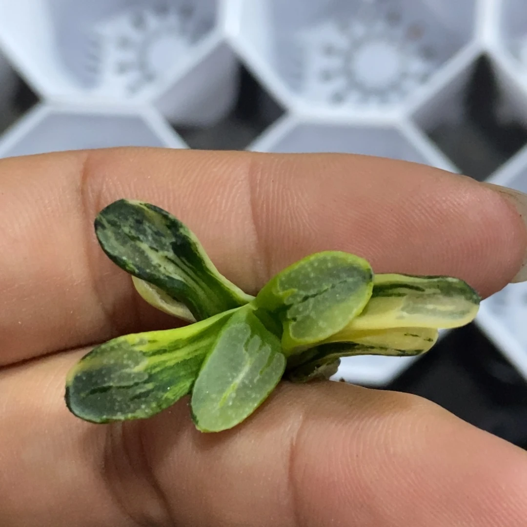 特价点点锦一物一拍