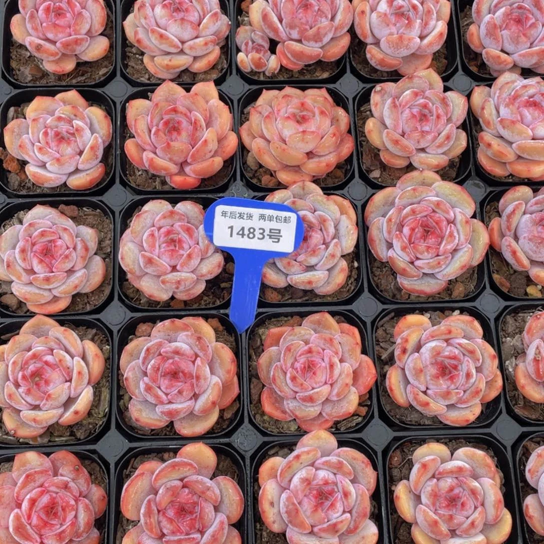 1483号果冻糖心包包韩橙单头一个