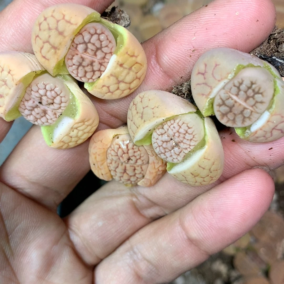 牙*E217多肉植物保护