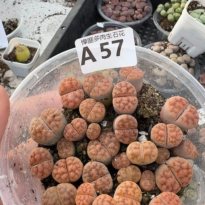 57多肉植物多肉植物