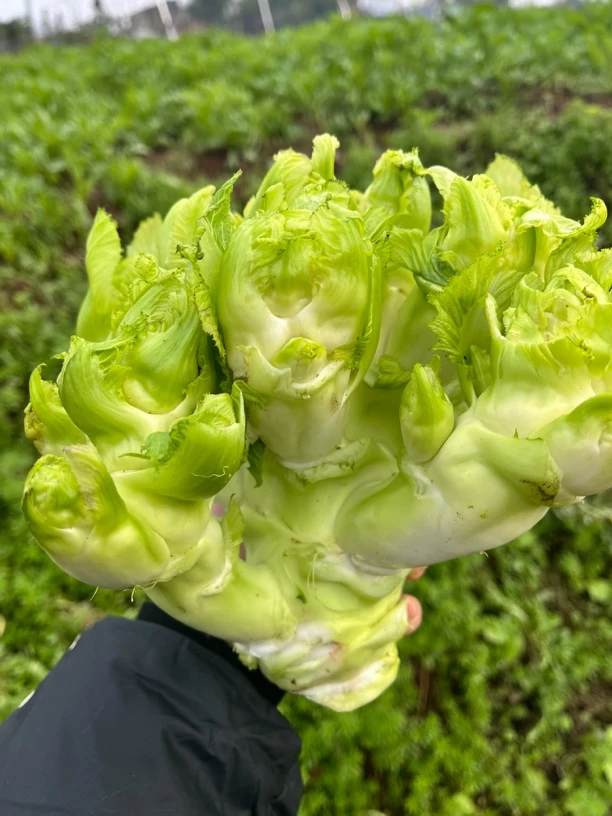 重庆露天阳光老品种儿菜抱子芥菜南充菜