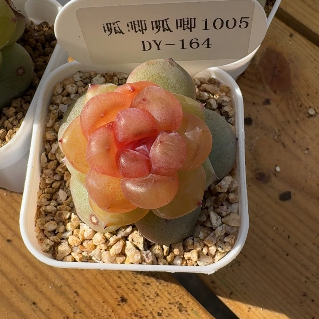 1005-164-火龙果单头