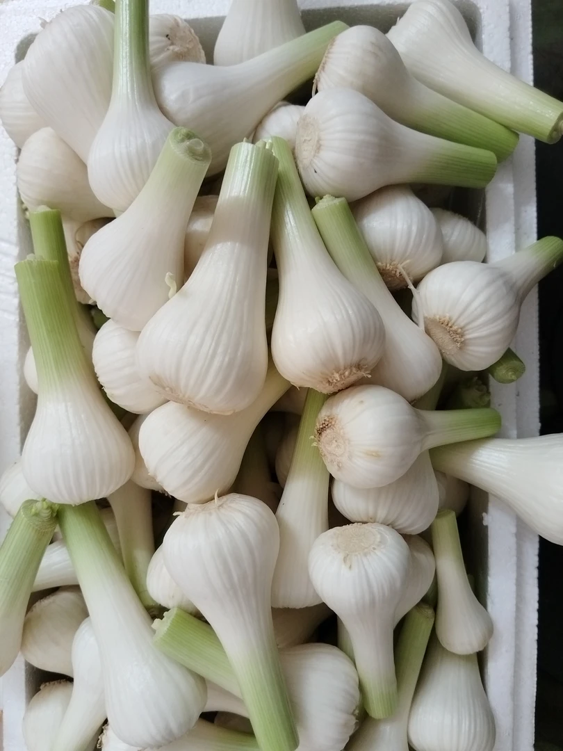 东北现挖新鲜白皮嫩蒜小瓣蒜顺丰快递