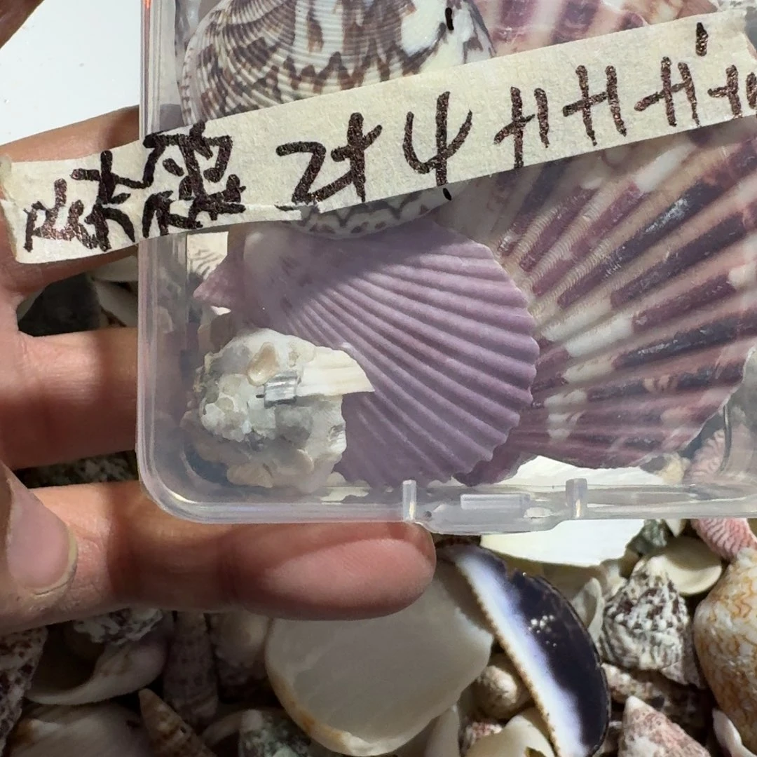 贝壳混搭一物一拍