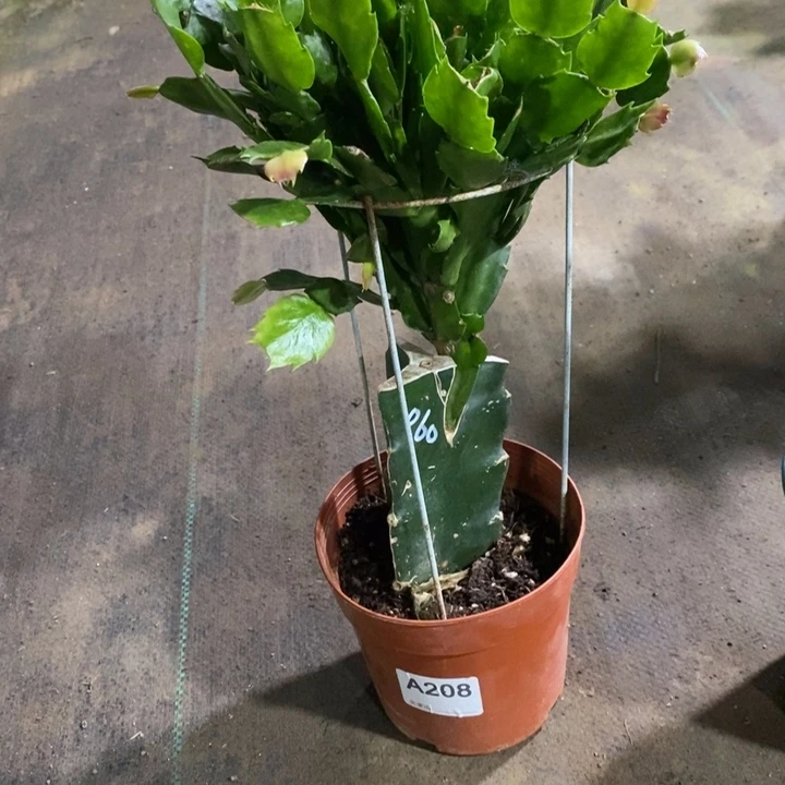 当前无花栽培后可以开花208嫁接060