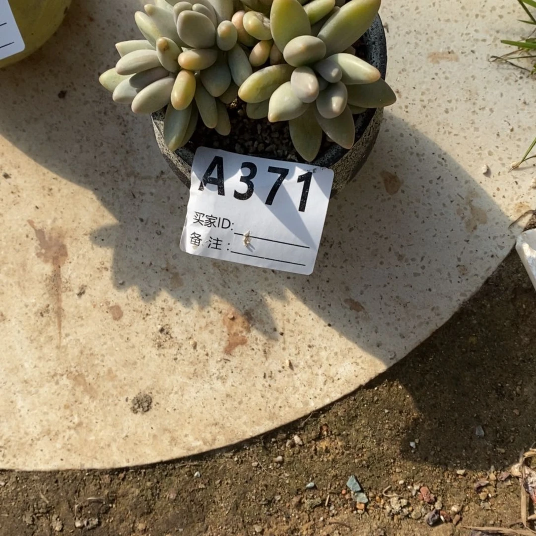 胡*丹多肉植物白兰地