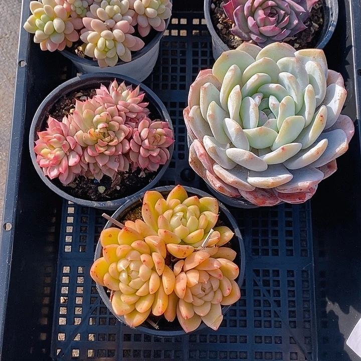 414 多肉植物盆栽花卉植物
