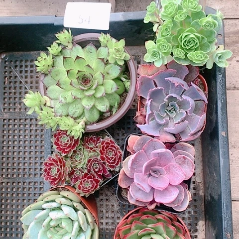 54号大冠幅7颗不重复