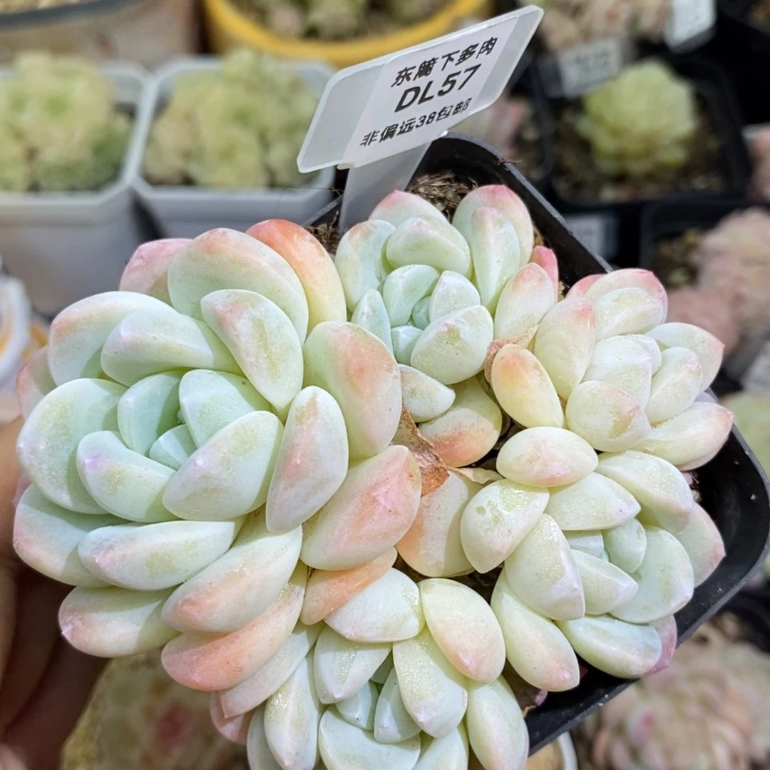 57东篱下多肉植物盆栽