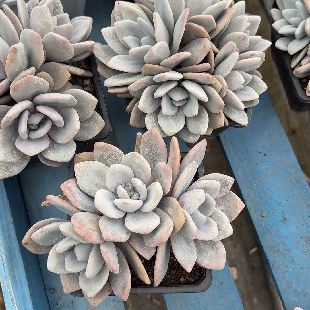 粉兔缀化 0000000