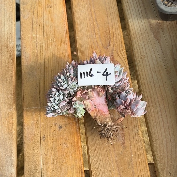 1116-4橙子朵朵缀多肉