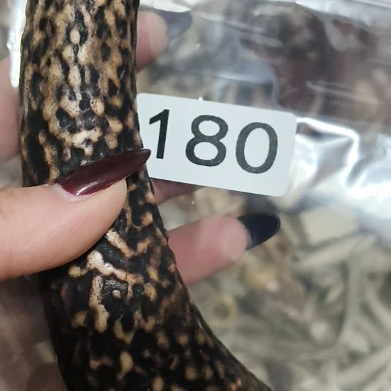 *****鹿角鹿角鹿角鹿角鹿角鹿角