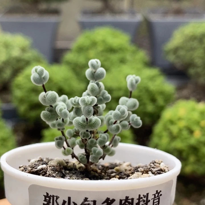实生莱斯7886枝干番杏