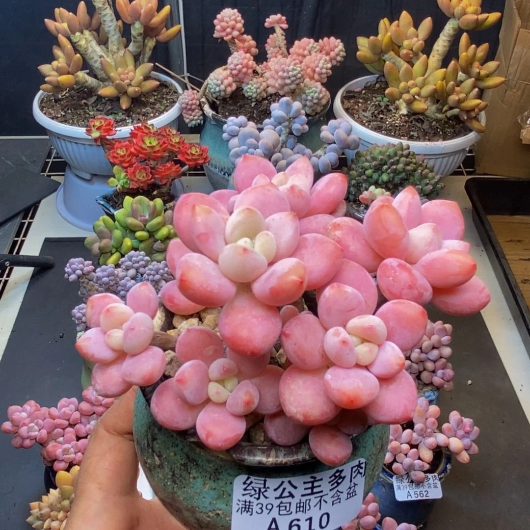 610樱花洛神多肉8c m