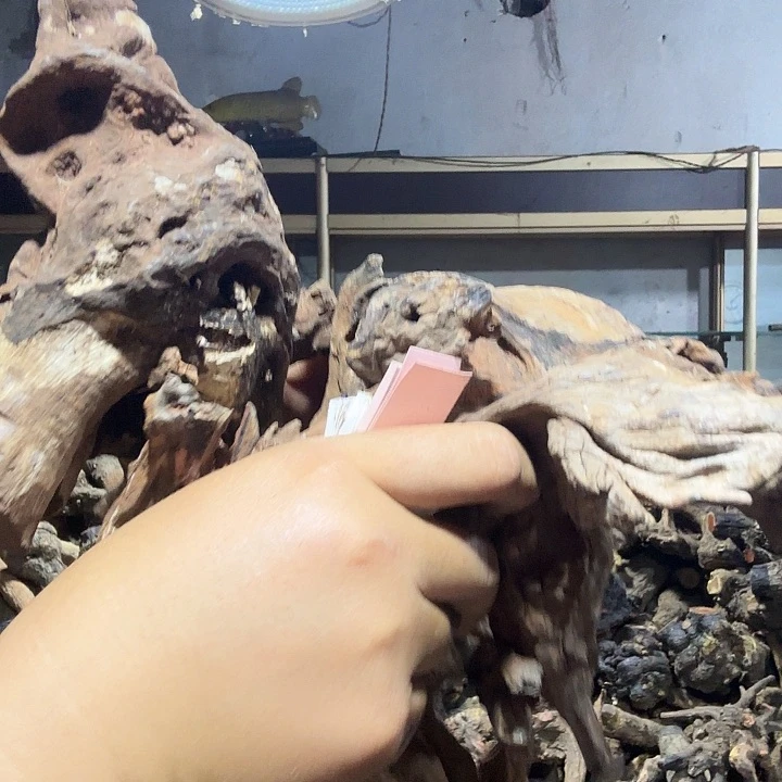 今***视香榧木火琉璃的故事是一个