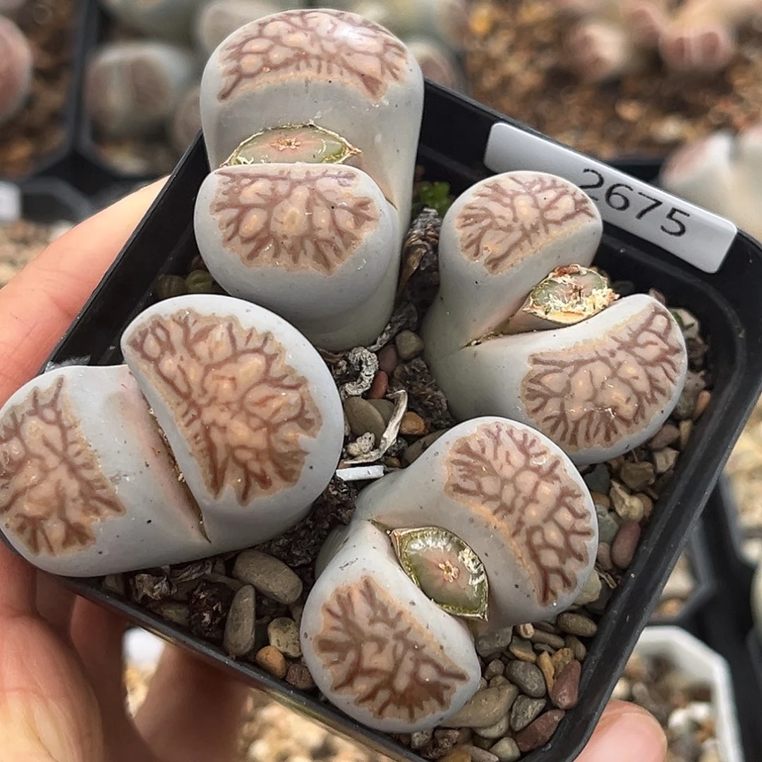 一物一拍菊母本2675蓝 灰 紫