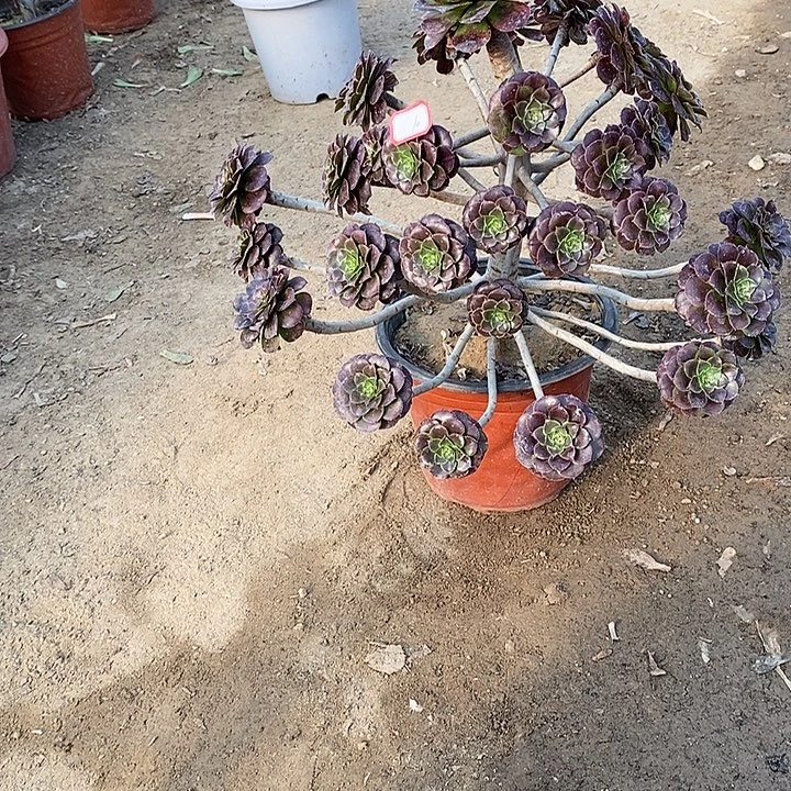 10，红铜壶多肉法师多肉法师