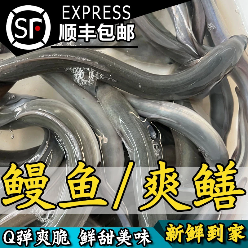 鲜美鳗鱼 老鳝 脆鳝 爽鳝 本地鳗鱼 河鳗 顺丰鲜活包邮发货