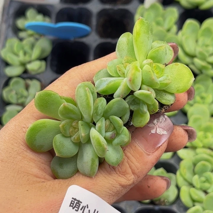 1846多肉植物一物一拍