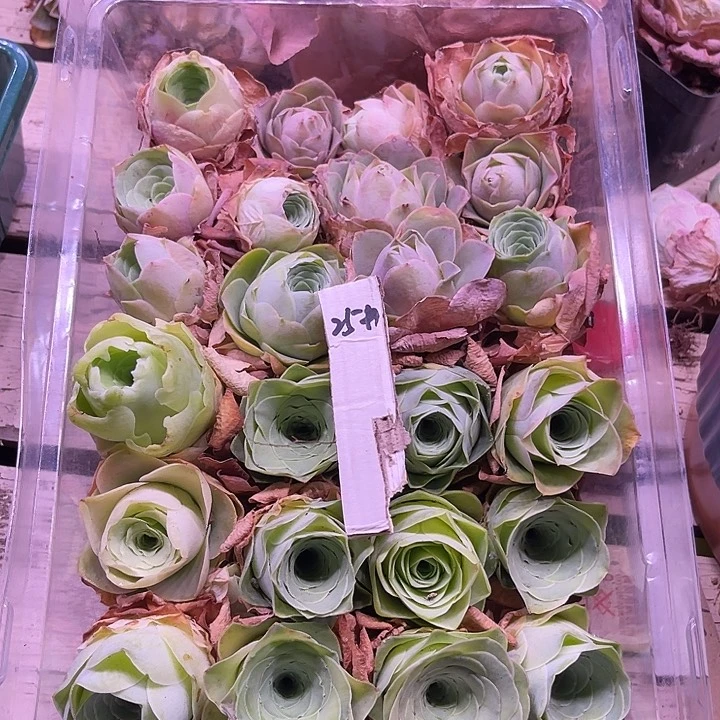 山地玫瑰25号，一物一拍24颗3cm左右