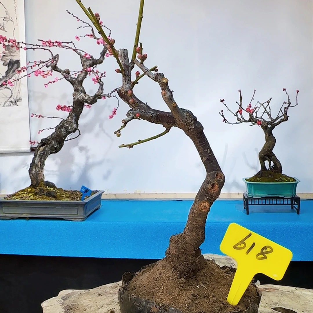 红陶仰**水d x g v b k l