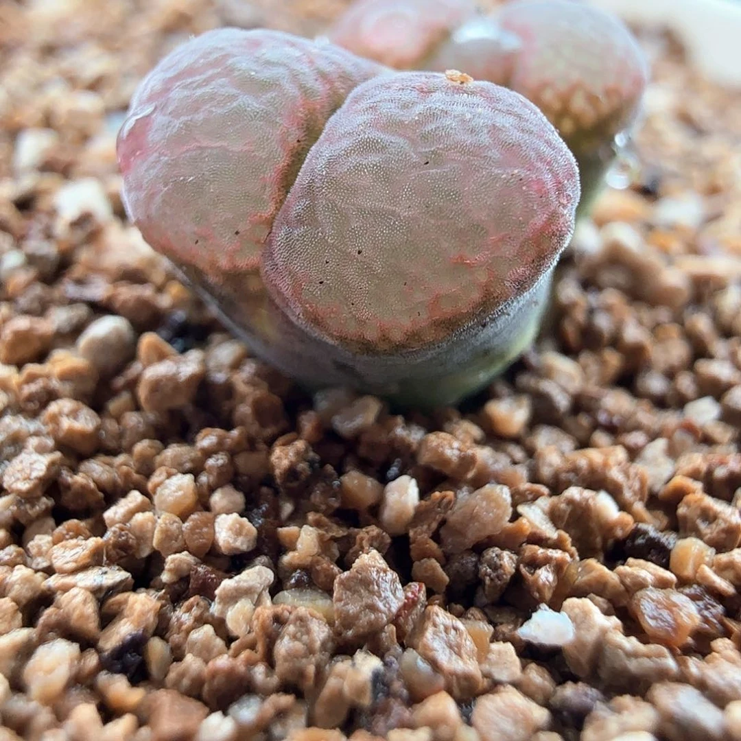 3.20.127/好看的风铃新头尺寸小