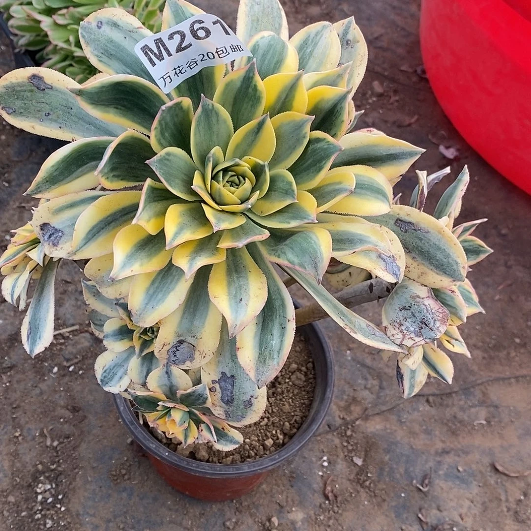 261灿烂多肉植物