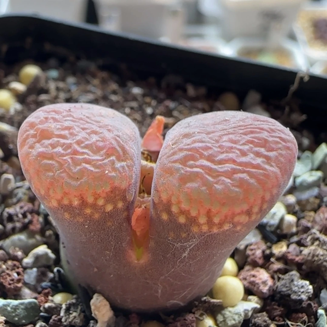 【闪购商品】20948