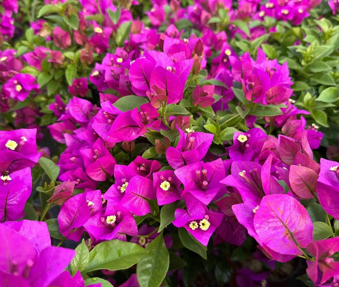 三角梅原盆原土带花发货  掉花落叶正常现象 介意慎拍