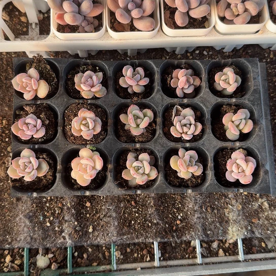 极光一物一拍专拍