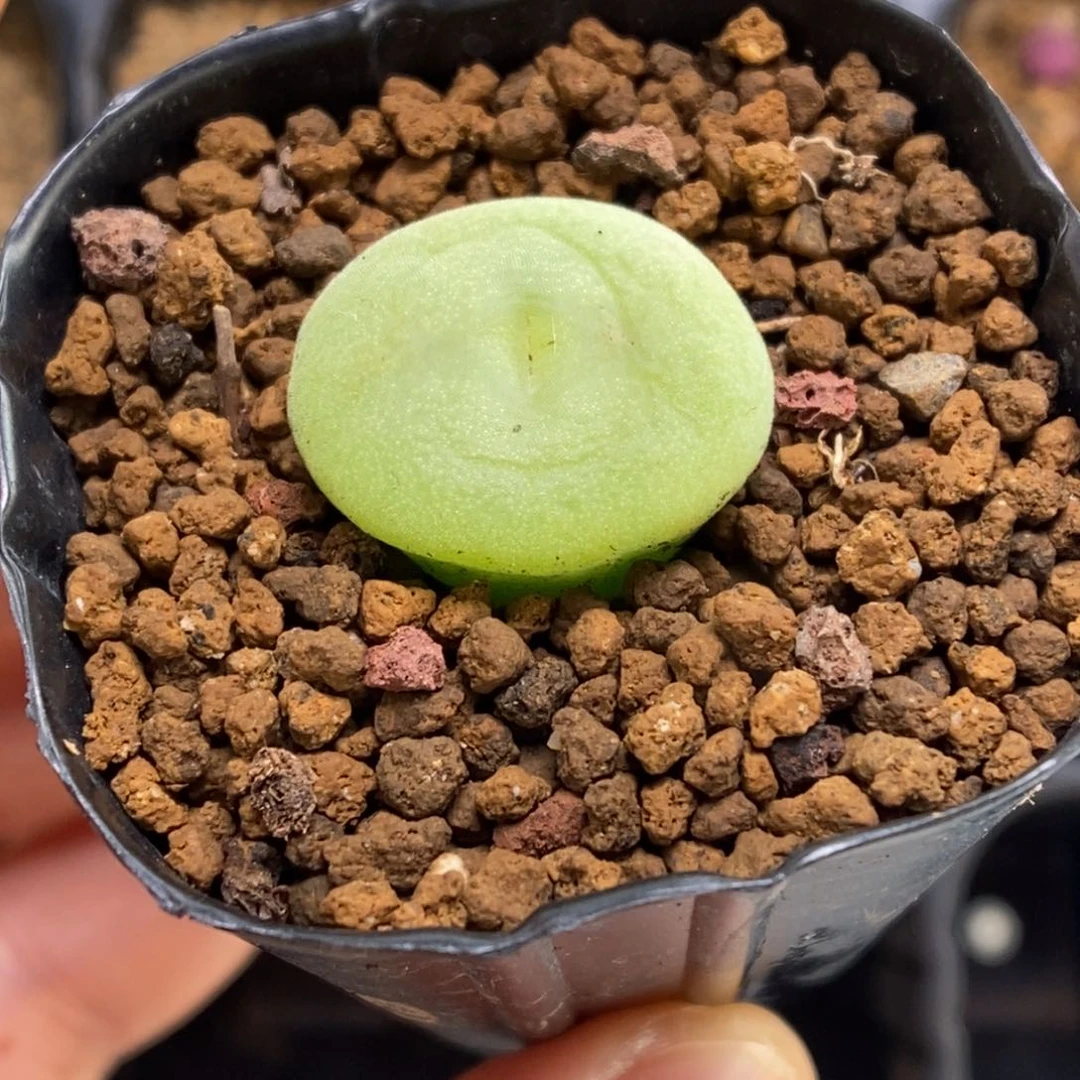 多肉植物肉锥杂交K-138 空卡杂