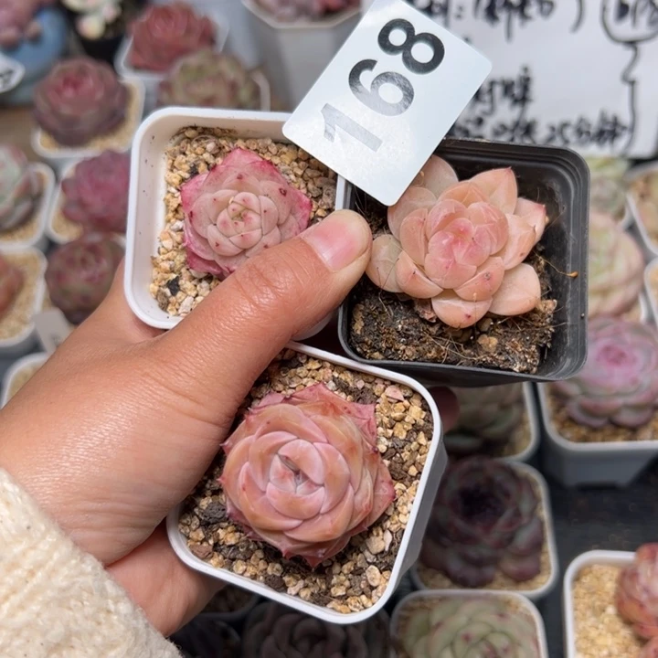 168 多肉植物组合盆栽