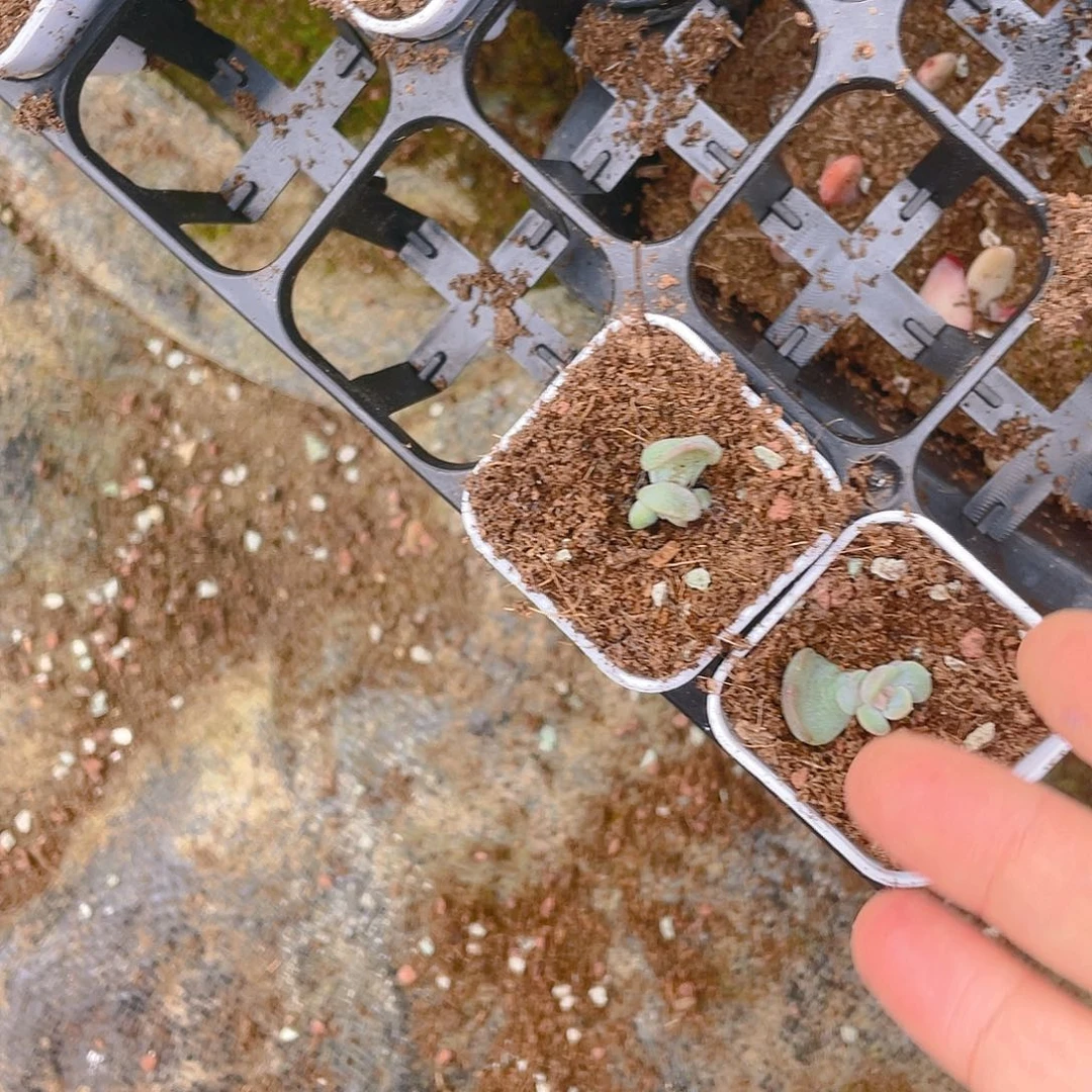 笙三头C4芝麻苗一个满25包邮