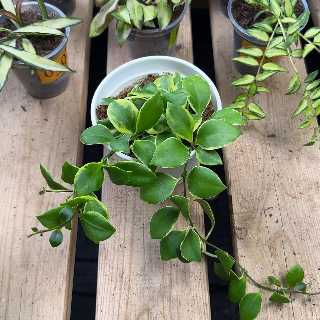 完全开放0601修外球兰