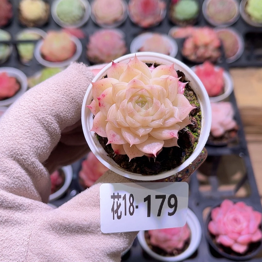 花利美18-179麦秆单头