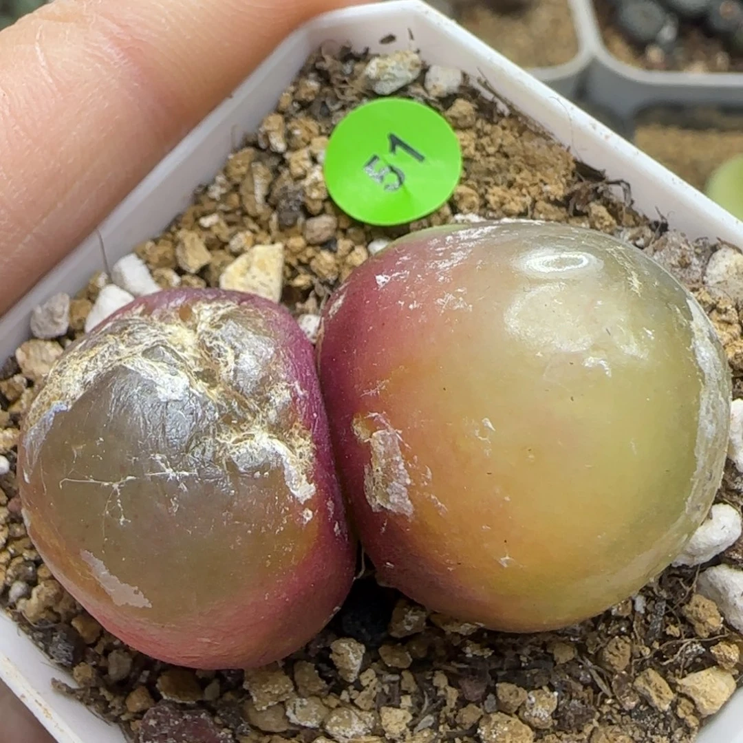 双头灯泡2.5/2.6多肉51