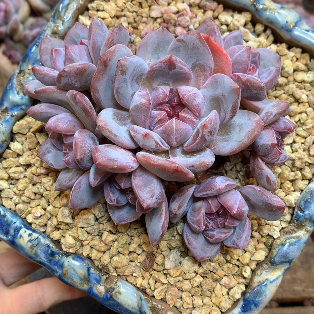 S0830 星影 自然群 11cm